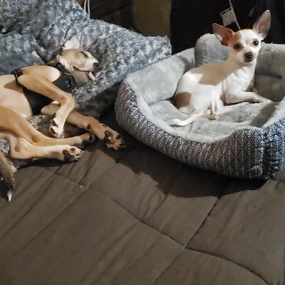 My babies...Zeus and Odie:-)